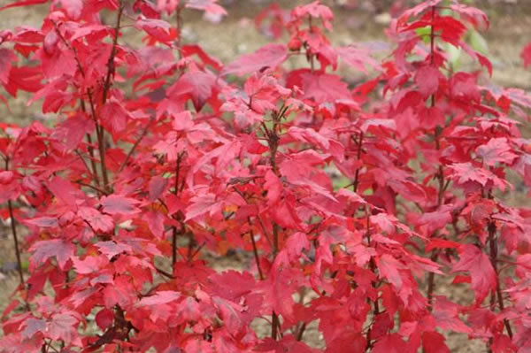 美國紅楓