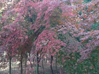 美國雞爪槭紅楓