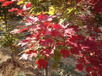 美國紅楓十月光輝