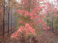 美國紅楓秋日夢幻