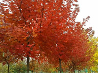 美國紅點紅楓