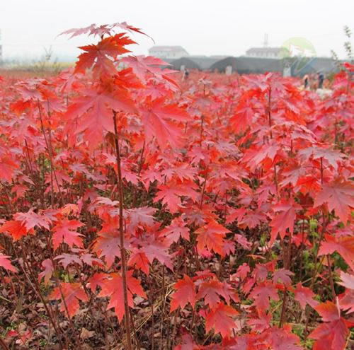 紅點(diǎn)紅楓